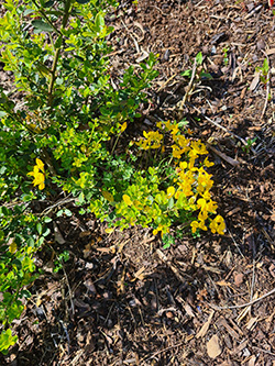 Birdsfoot-Trefoil-cluaisín